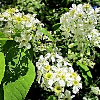 Черёмуха душистая. :: Ольга Довженко Черёмуха душистая. :: Ольга Довженко