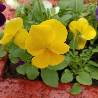 Солнечные... :: Мария Васильева