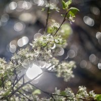 Цвет боке :: sorovey Sol