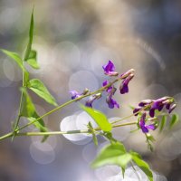 Чина весенняя :: sorovey Sol Чина весенняя :: sorovey Sol