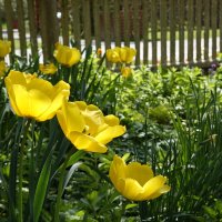 Желтые весенние тюльпаны! Возрождается Весны дыханье!... :: Галина 