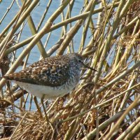 фифи :: gawrilа - dan