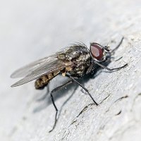**** :: Андроник Александр 