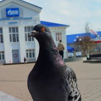 Еда есть?а если найду? :: светлана льдокова