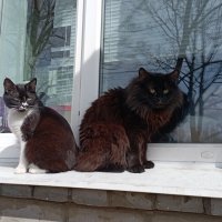 ***** :: Николай 