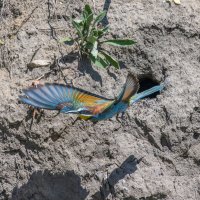 золотистые щурки. :: юрий макаров