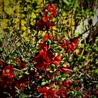 Весенние зарисовки 102 :: Алексей Кузнецов