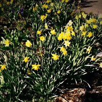 Весенние зарисовки 105 :: Алексей Кузнецов