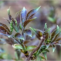 Неторопливая весна... :: Aquarius - Сергей