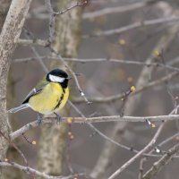 Синичка :: Павел Шинкарёв