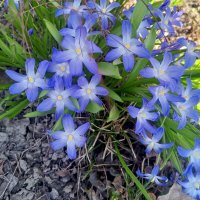 Хионодокса :: Сапсан 