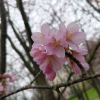 Сакура :: Сапсан 