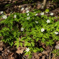 Анемона :: Александр Синдерёв