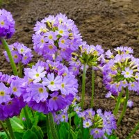 Цветы на городских клумбах :: Милешкин Владимир Алексеевич Цветы на городских клумбах :: Милешкин Владимир Алексеевич