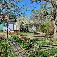 Сама садик я садила, сама буду поливать! :: Восковых Анна Васильевна Сама садик я садила, сама буду поливать! :: Восковых Анна Васильевна