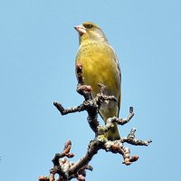 Зеленушка на самой верхушке старушки груши. :: Восковых Анна Васильевна 