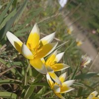 Такие разные, такие прекрасные! :: Pippa 