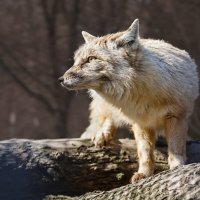 Корсак :: SanSan 