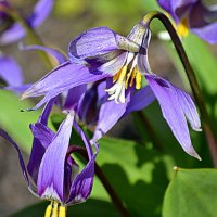 Кандык не сломил снег и мороз! :: Татьяна Лютаева