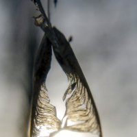 Обхват :: Lyubov Busova