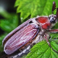 Вот и майский жук проснулся :: Людмила Смородинская