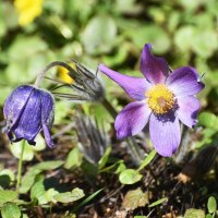 Москва. Ботанический сад МГУ. :: Наташа *****