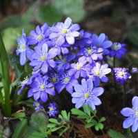 Москва. Ботанический сад МГУ. :: Наташа ***** Москва. Ботанический сад МГУ. :: Наташа *****