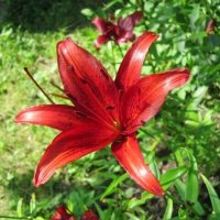 Лилия азиатская Ред Флейвор :: Дмитрий Никитин