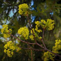 Клён ты мой :: Владимир Кроливец Клён ты мой :: Владимир Кроливец