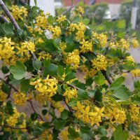 Весеннее :: Елена Семигина