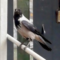 Незваный гость. :: Ольга Довженко