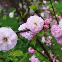 Цветет Миндаль :: Рита Симонова