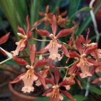 Цветы орхидеи Камбрия :: ИРЭН@ .