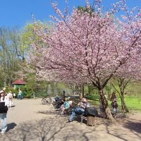 Пора сакуры. :: ИРЭН@ . Пора сакуры. :: ИРЭН@ .