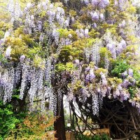 ГЛИЦИНИЯ :: Tata Wolf