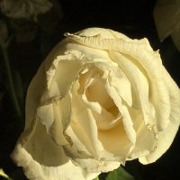Из цикла "Розы"   Увядание... :: Татьяна Юрасова