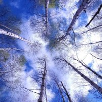 Ещё немного и затянется все листвой :: IMir 