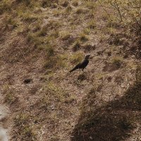 Ворон в поисках еды. :: Игорь Солдаткин