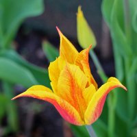 Золото апреля :: Светлана 