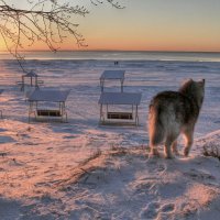 Белый клык :: Cергей Кочнев