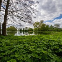 Молодо-зелено... :: Николай Гирш