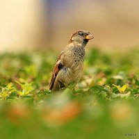 почти горожане :: Олег Лукьянов почти горожане :: Олег Лукьянов