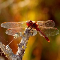 немного про стрекоз 3 :: Александр Прокудин немного про стрекоз 3 :: Александр Прокудин