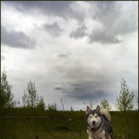 Ярик. :: leff Postnov