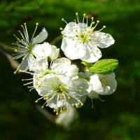 Цвет фруктовых деревьев :: Милешкин Владимир Алексеевич 