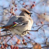 Свиристель. :: Виктор Иванович Чернюк Свиристель. :: Виктор Иванович Чернюк