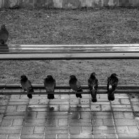 Дождь :: Роман Какоткин