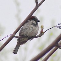 После купания :: Любовь Сахарова После купания :: Любовь Сахарова