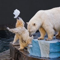 Белый :: SanSan 