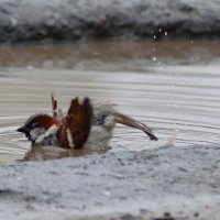 Наслаждение :: Любовь Сахарова Наслаждение :: Любовь Сахарова